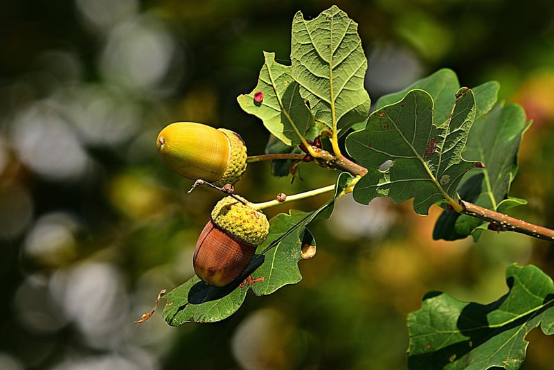 Acorn Cookies