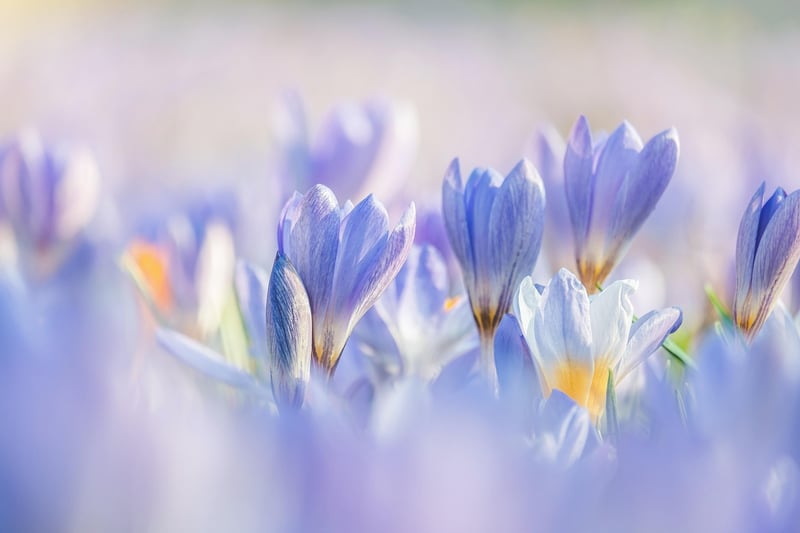 Keukenhof Gardens, Netherlands